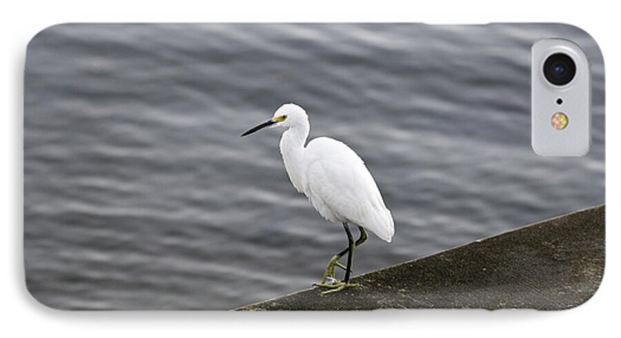 Snowy Egret iPhone 7 Case featuring the photograph Snowy Egret by Anthony Baatz