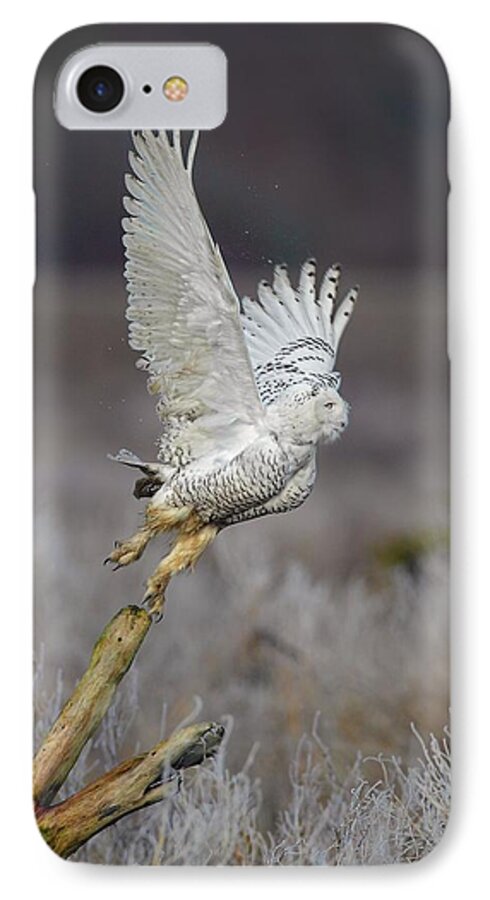 Snowy Owl iPhone 7 Case featuring the photograph Snowy Owl Liftoff by Daniel Behm