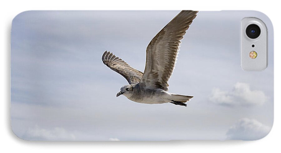 Seagull iPhone 7 Case featuring the photograph Soaring Gull by Daniel Murphy