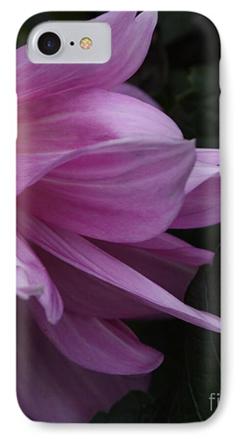 Dahlia iPhone 7 Case featuring the photograph Somehow by Geri Glavis