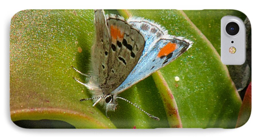 Butterfly iPhone 7 Case featuring the photograph Sonoran Blue by Jim Thompson