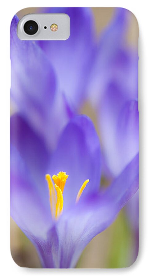 Crocus iPhone 7 Case featuring the photograph Spark Of Spring by Jean-Pierre Ducondi