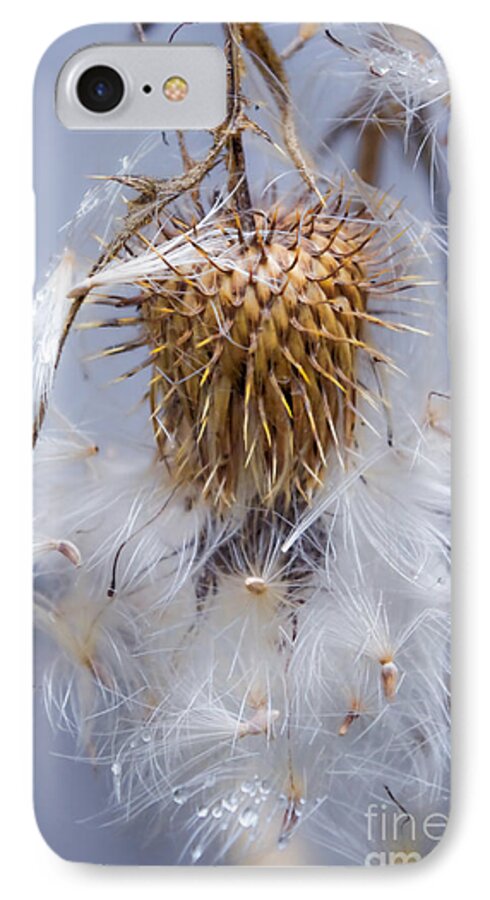 Thistle iPhone 7 Case featuring the photograph Spent Thistle by Adria Trail