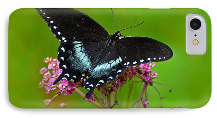 Butterfly iPhone 7 Case featuring the photograph Spicebush Swallowtail by Rodney Campbell