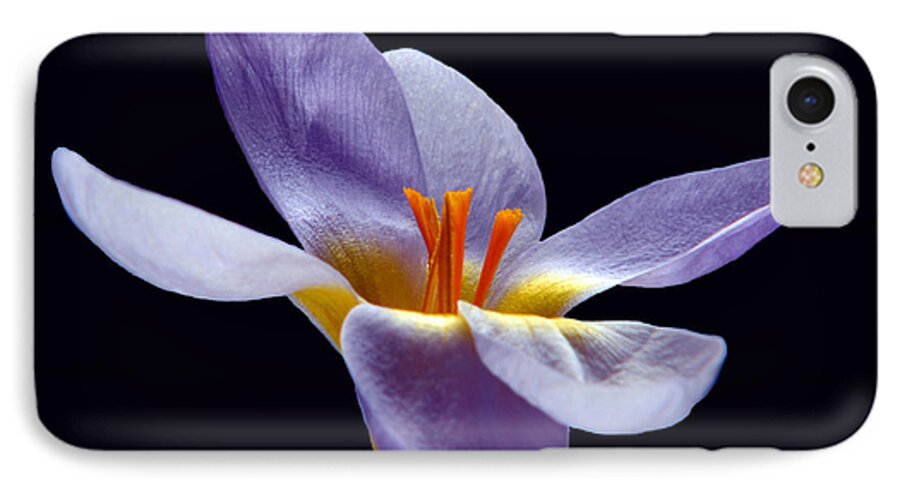 Crocus iPhone 7 Case featuring the photograph Spring Portrait. by Terence Davis