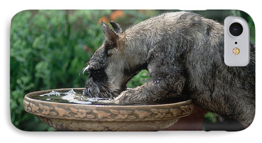 Standard Schnauzer iPhone 7 Case featuring the photograph Standard Schnauzer Drinking by James L. Amos