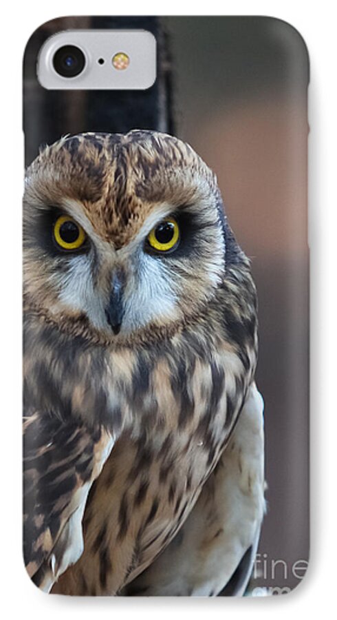 Nature iPhone 7 Case featuring the photograph Stare by Geri Glavis