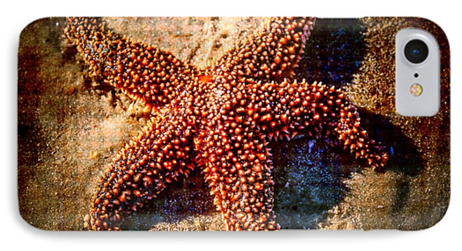 Starfishes iPhone 7 Case featuring the photograph Starfish 2 by Kathleen Scanlan