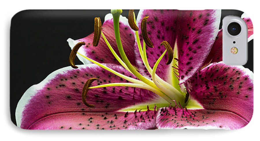 Flower iPhone 7 Case featuring the photograph Stargazer by Robert Pilkington