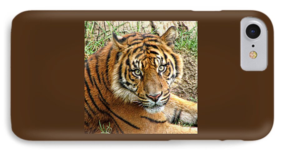 Tiger iPhone 7 Case featuring the photograph Staring Tiger by Helaine Cummins