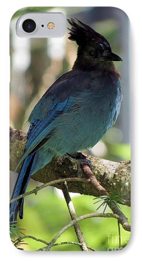 Stellars Jay iPhone 7 Case featuring the photograph Stellar's Jay by Chris Anderson
