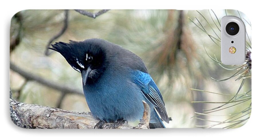 Colorado iPhone 7 Case featuring the photograph Steller's Jay Looking Down by Marilyn Burton