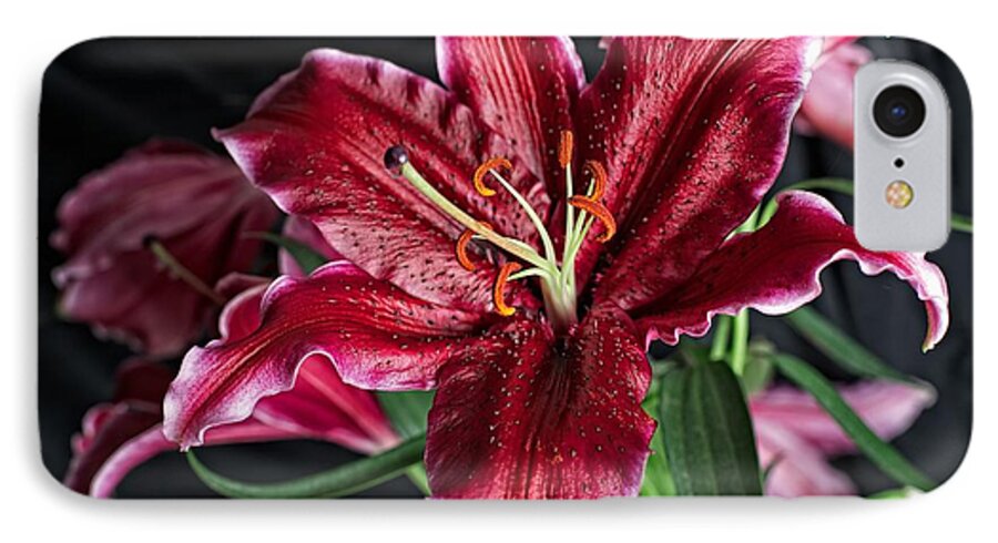 Flower iPhone 7 Case featuring the photograph Sumatran Lily by Dave Files