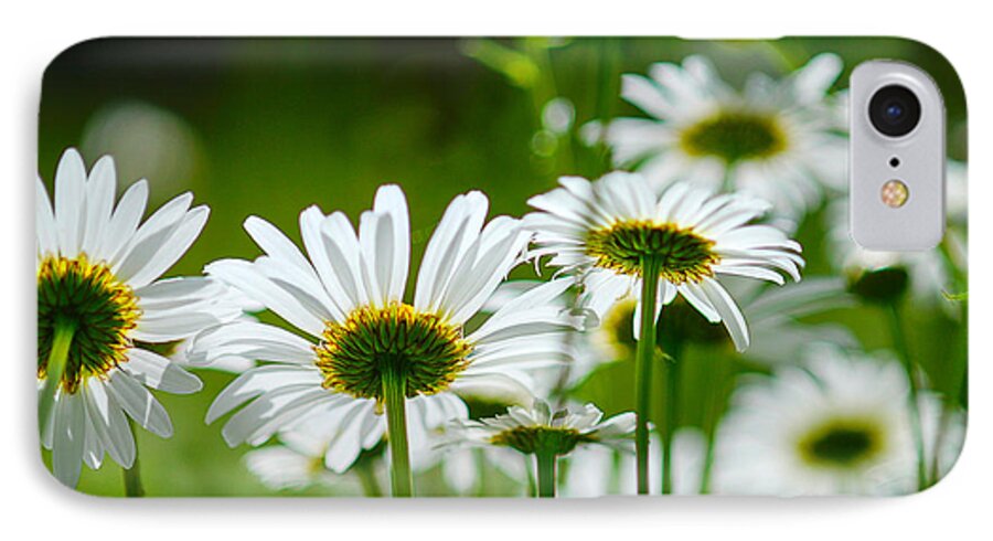 Maine Nature Photographers iPhone 7 Case featuring the photograph Summer Time Daisys by Alana Ranney