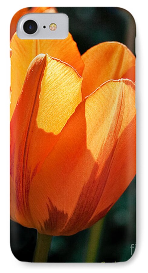 Flower iPhone 7 Case featuring the photograph Sun Kissed Tulip by Barbara McMahon