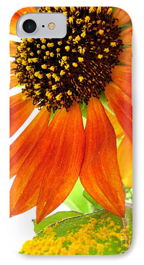 Sunflower iPhone 7 Case featuring the photograph Sun Up by Kathy Bassett