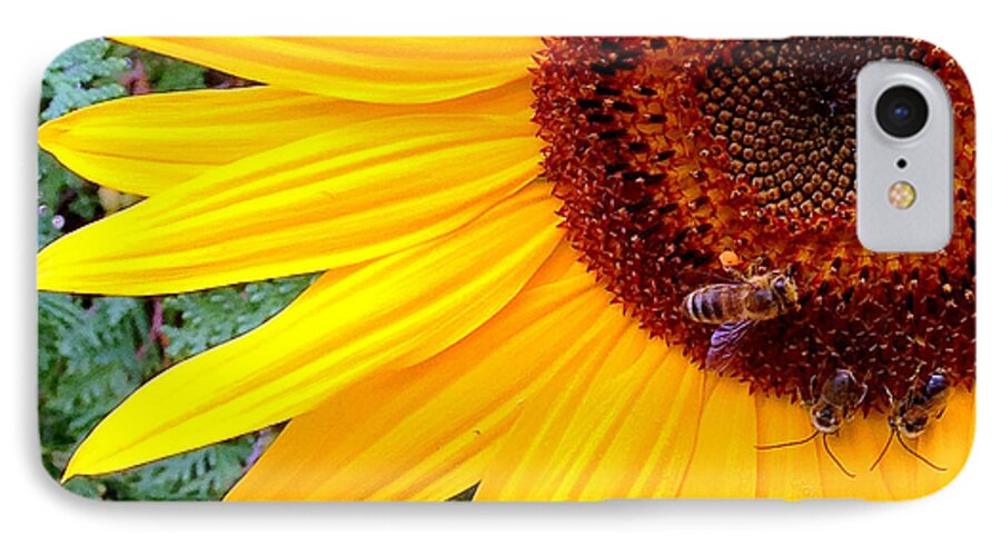 Sunflower iPhone 7 Case featuring the photograph Sunflower Close-up by Aurelio Zucco