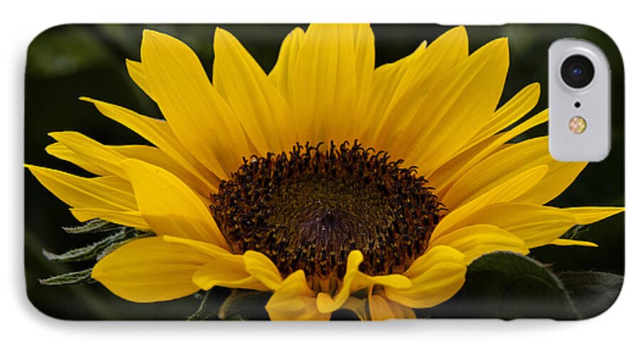 Sunflower iPhone 7 Case featuring the photograph Sunflower by Inge Riis McDonald