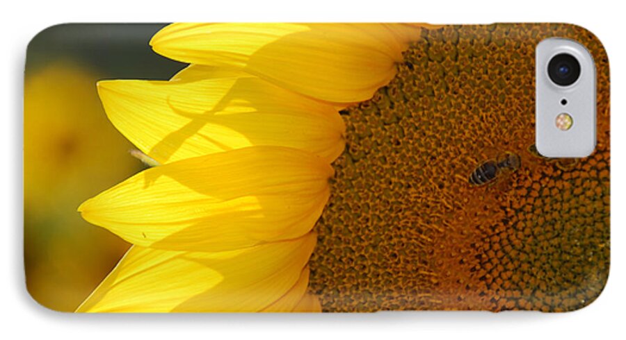Ankya Klay iPhone 7 Case featuring the photograph Sunflower Joy by Ankya Klay