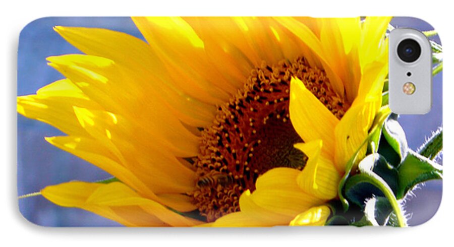 Sunflower iPhone 7 Case featuring the photograph Sunflower by Katy Hawk