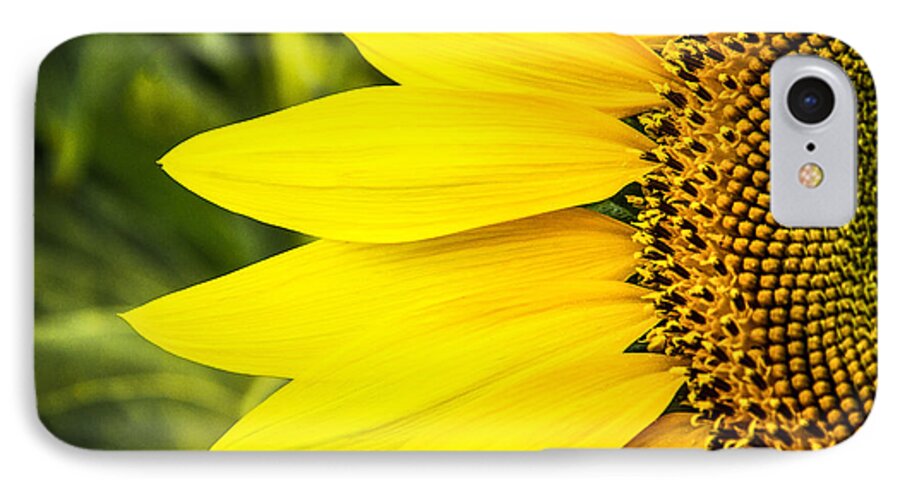 Steven Bateson iPhone 7 Case featuring the photograph Sunflower Sunshine by Steven Bateson