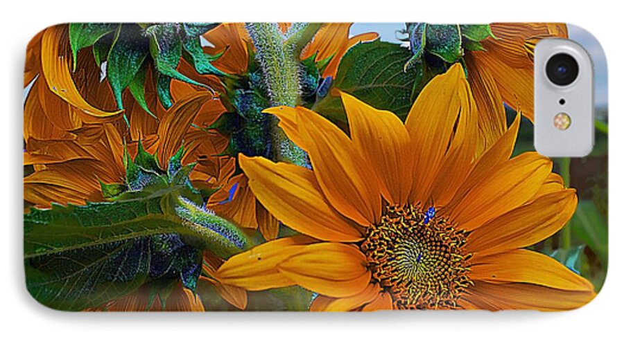 John+kolenberg iPhone 7 Case featuring the photograph Sunflowers In A Bunch by John Kolenberg