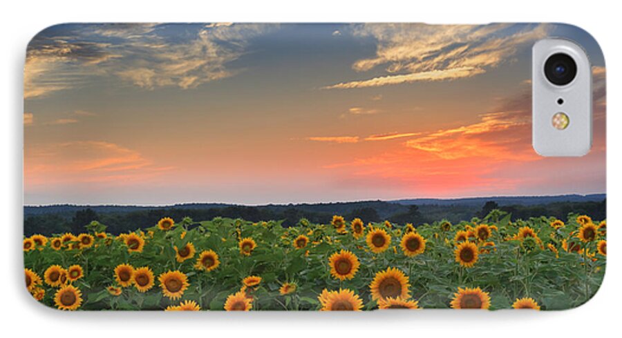 Sunflower iPhone 7 Case featuring the photograph Sunflowers in the evening by Bill Wakeley