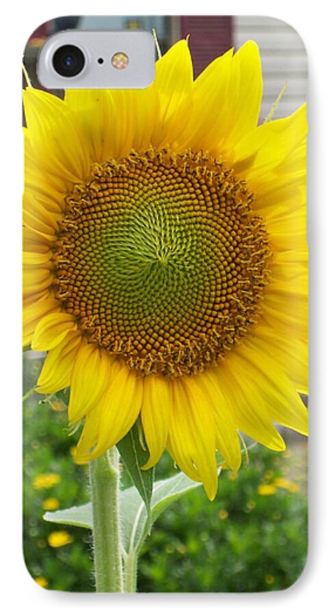 #mammoth iPhone 7 Case featuring the photograph Bright Sunflower Happiness by Belinda Lee