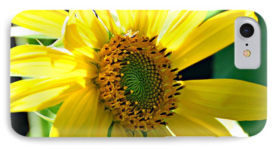 Sunny Sunflower iPhone 7 Case featuring the photograph Sunny Sunflower by Lila Fisher-Wenzel