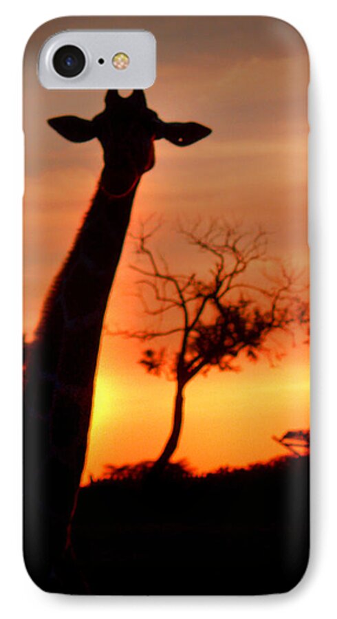 Giraffe iPhone 7 Case featuring the photograph Sunset Giraffe by Joseph G Holland