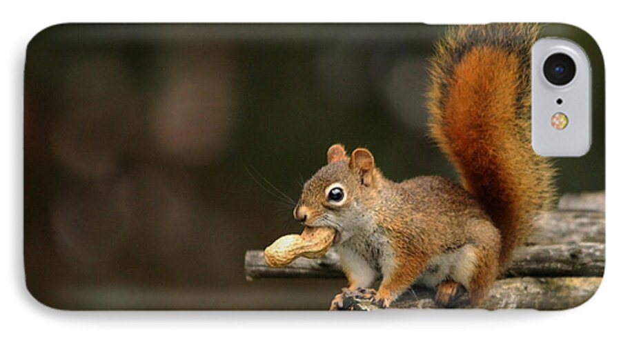 Rodents iPhone 7 Case featuring the photograph Surprised Red Squirrel With Nut Portrait by Debbie Oppermann