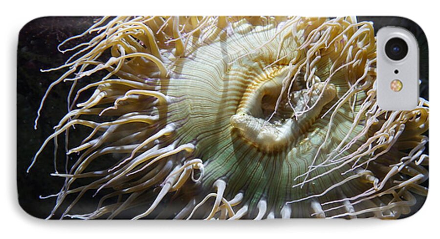 Sea Anemone iPhone 7 Case featuring the photograph Sway With Me by Amelia Racca