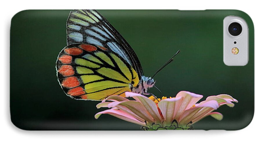 Butterfly iPhone 7 Case featuring the photograph Delicate Beauty by Ramabhadran Thirupattur