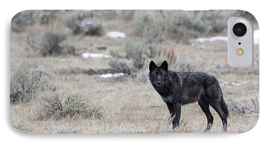 Black Wolf iPhone 7 Case featuring the photograph The Black Wolf by Deby Dixon