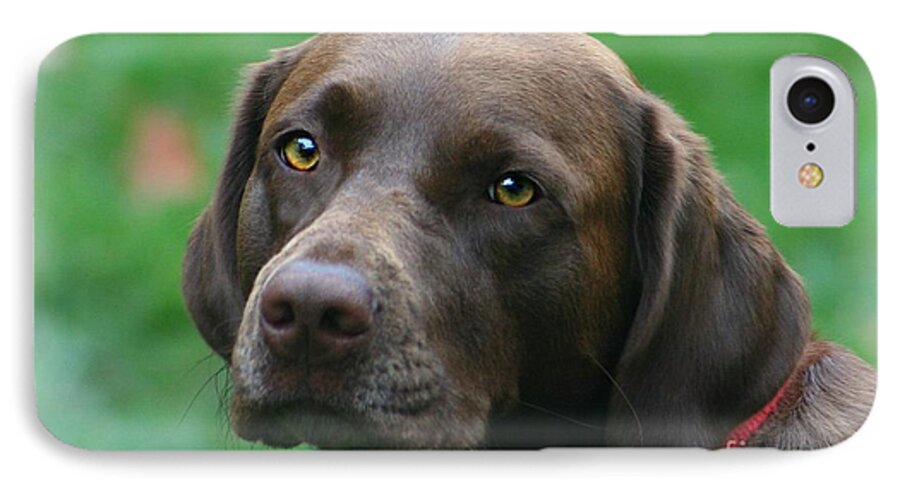 Dog iPhone 7 Case featuring the photograph The Chocolate Lab by Barbara S Nickerson