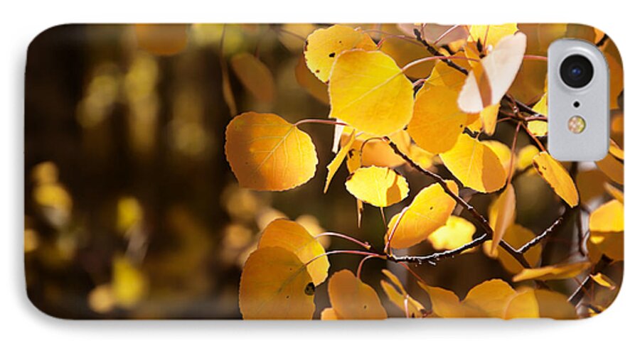 Aspen Leaves iPhone 7 Case featuring the photograph The Forest Glowed by The Forests Edge Photography - Diane Sandoval
