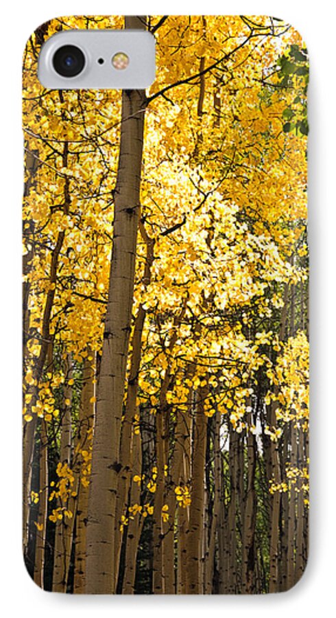 Aspen iPhone 7 Case featuring the photograph The Golden Tree by Eric Rundle