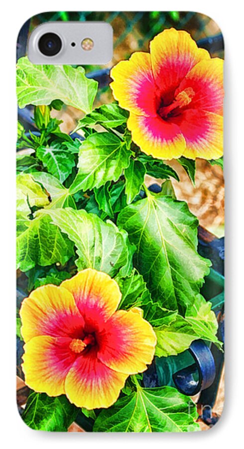 Hibiscus iPhone 7 Case featuring the photograph The Hibiscus of Torcello by Jack Torcello