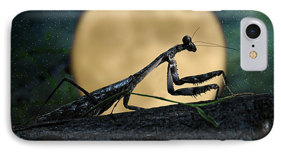 Bug iPhone 7 Case featuring the photograph The Hunter by Karen Slagle