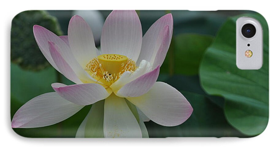 Lotus iPhone 7 Case featuring the photograph The LOTUS by Nona Kumah