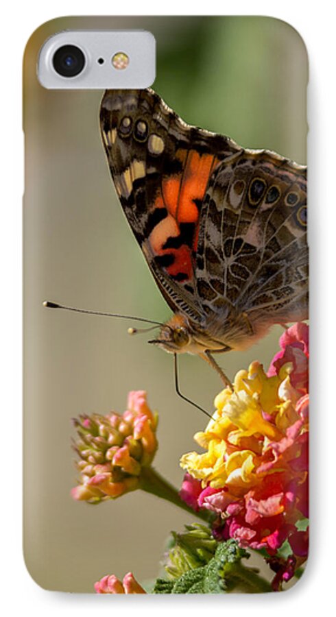 The Painted Lady iPhone 7 Case featuring the photograph The Painted Lady by Ernest Echols