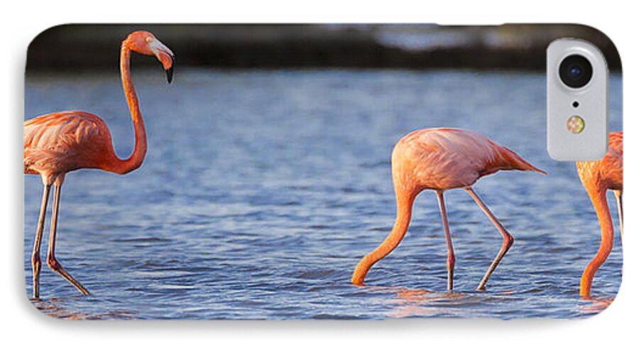3scape iPhone 7 Case featuring the photograph The Three Flamingos by Adam Romanowicz