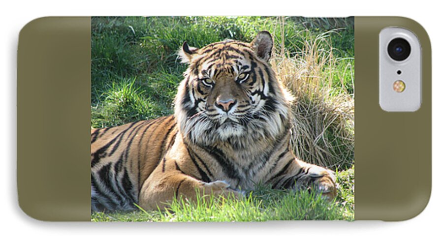 Tiger iPhone 7 Case featuring the photograph Tiger 2 by Helaine Cummins