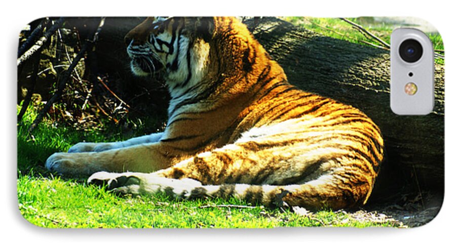 Tiger iPhone 7 Case featuring the photograph Tiger Too by M Three Photos