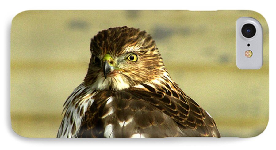 Hawk Cooper'ws Hawk iPhone 7 Case featuring the photograph Time for My Close-up by Kimberly Mackowski