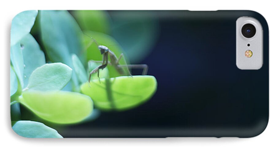 Praying Mantis iPhone 7 Case featuring the photograph Tiny Praying Mantis on Sedum by Rebecca Sherman