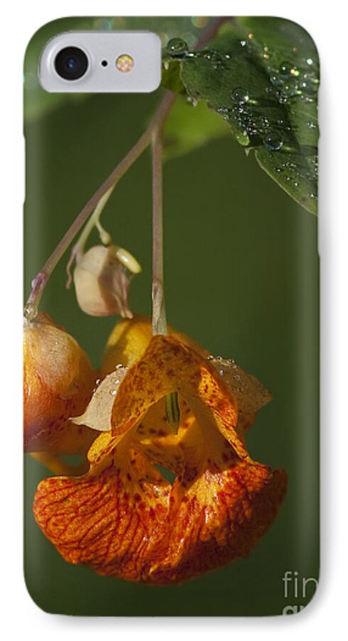 Spotted Touch Me Not iPhone 7 Case featuring the photograph Touch me Not.. by Nina Stavlund