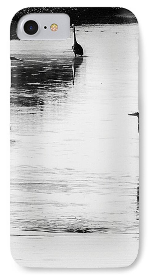 Great Blue Heron iPhone 7 Case featuring the photograph Trilogy - Black and White by Belinda Greb