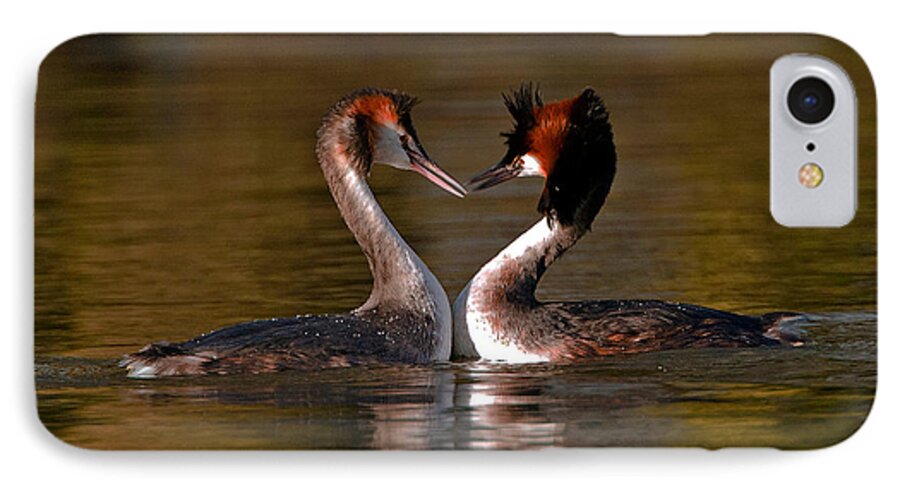 Pediceps Cristatus iPhone 7 Case featuring the photograph True Love by Paul Scoullar