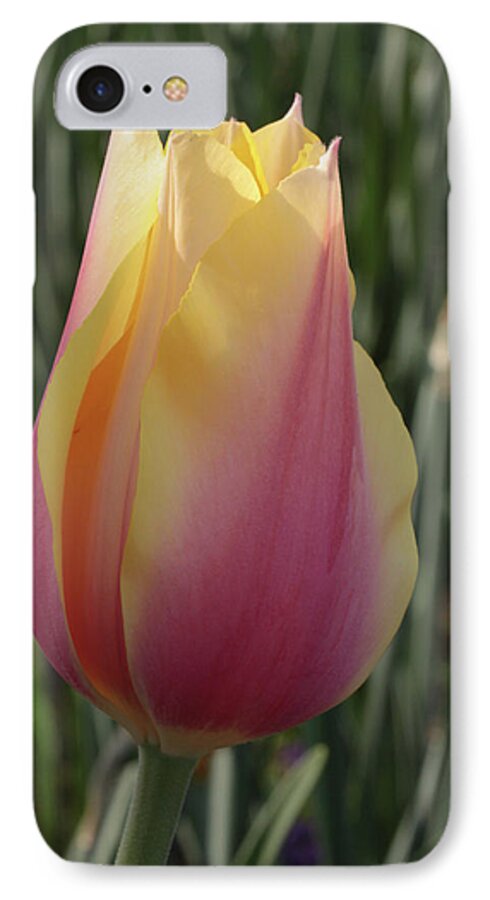 Nature iPhone 7 Case featuring the photograph Tulip Portrait by Harold Rau